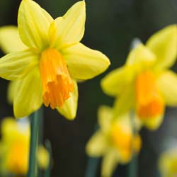 Daffodil Tenby